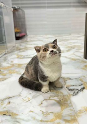 Tam thể thần tài Lilac. Chân lùn tai cụp, 2 mũi