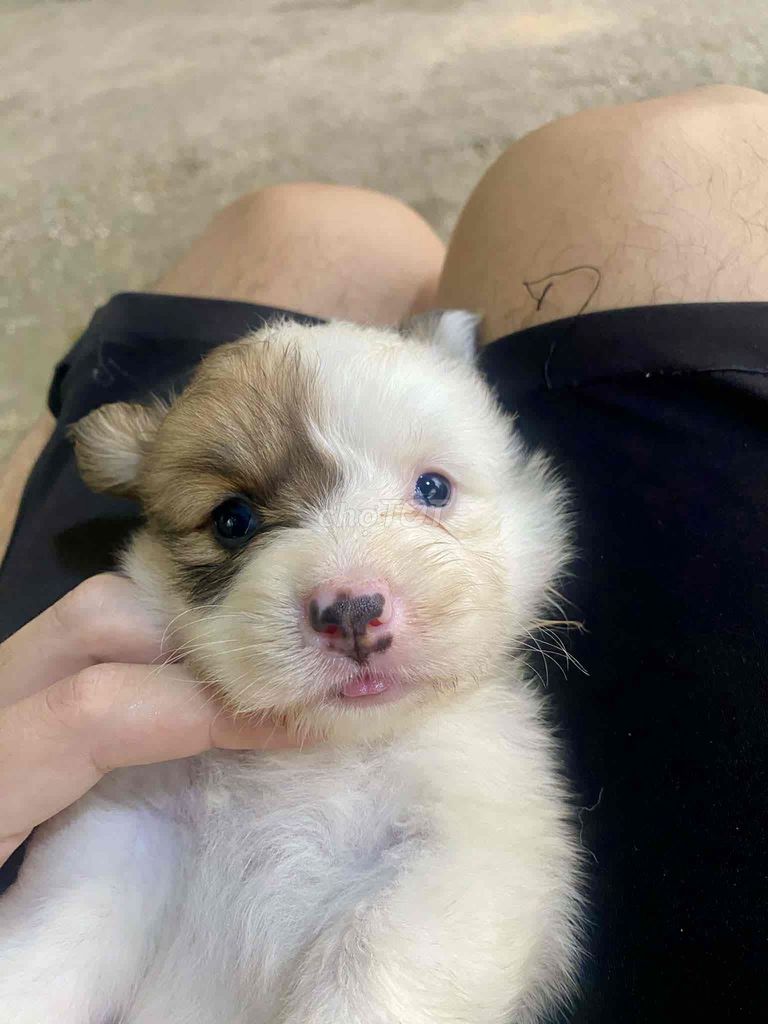 Chó Corgi Nhà đẻ 40 ngày tuổi. Mua bán Chó tại Quận Liên Chiểu Đà Nẵng được đăng bởi Vân  hình 1