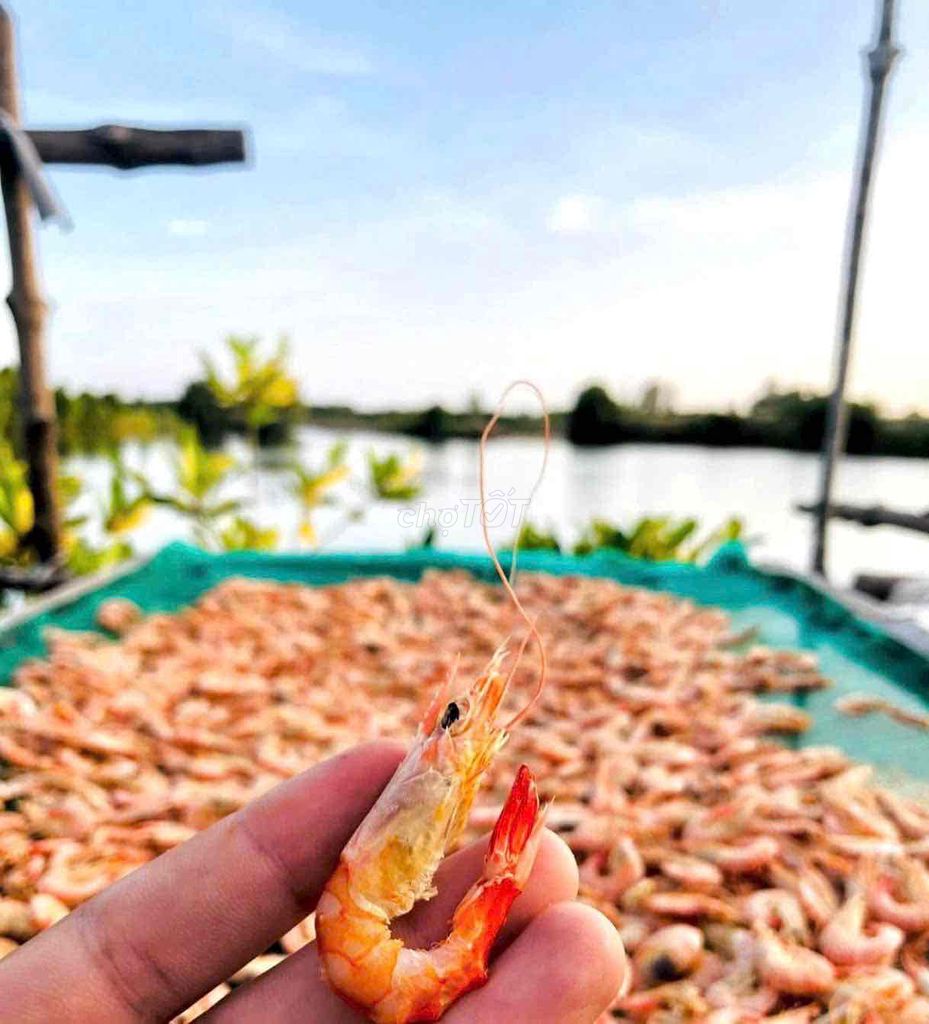 Tôm khô Cà Mau 0.5kg. Mua bán Đồ ăn, thực phẩm và các loại khác tại Quận 1 Tp Hồ Chí Minh được đăng bởi Thanh hình 1