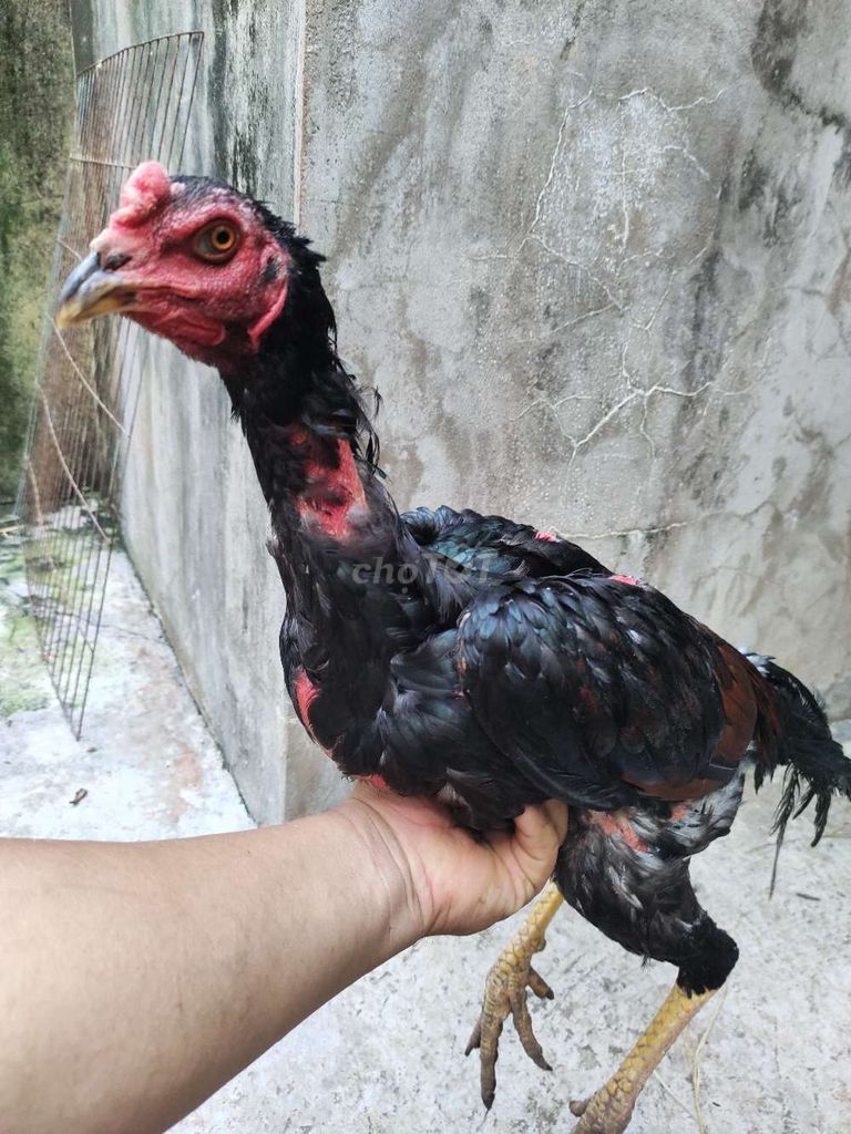 Gà đòn Tía Tơ Chân Vàng 2.7kg 16. Mua bán Gà tại Quận 1 Tp Hồ Chí Minh được đăng bởi Ngọc Thạch hình 1