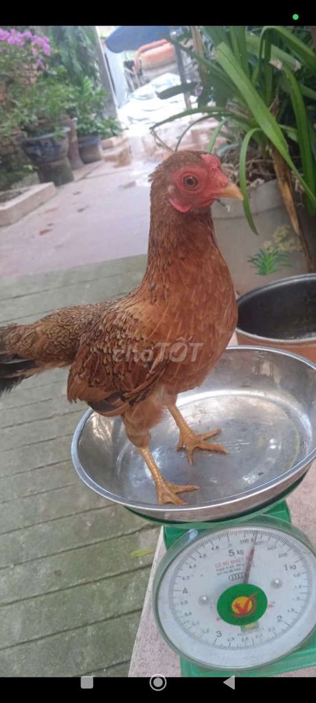 Cần bay 5 gà tre trống trưởng thành. Mua bán Gà tại Huyện Quế Võ Bắc Ninh được đăng bởi Trương bảo long hình 6