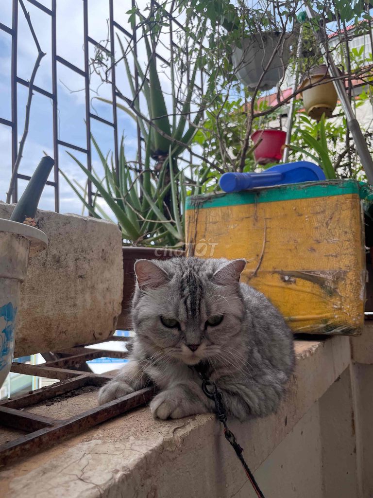 Mèo Tabby Anh lông ngắn Xám Hơn 2 tuổi. Mua bán Mèo tại Quận Đống Đa Hà Nội được đăng bởi Sơn hình 1