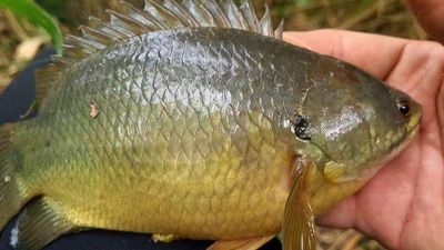 Thức ăn cho cá 🐟 trứng kiến sào thuốc bắt