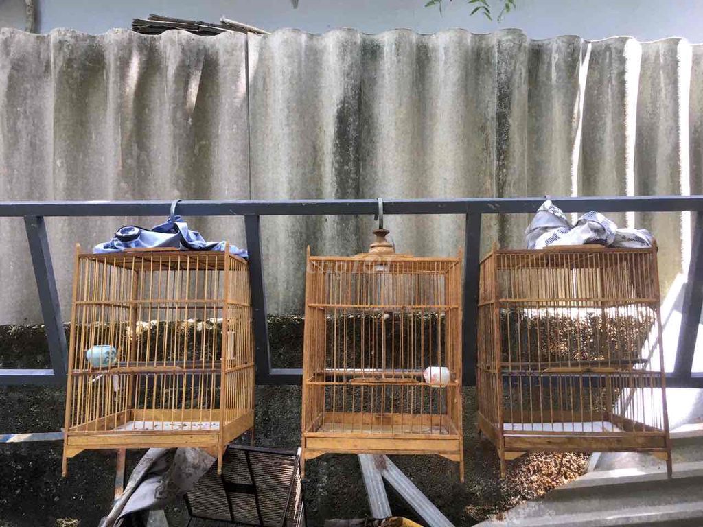 cần chia sẽ 3 lồng thuần bổi. Mua bán Phụ kiện, Thức ăn, Dịch vụ tại Thành phố Huế Thừa Thiên Huế được đăng bởi Tom V hình 1