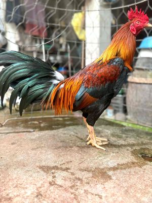 Điều chân vàng 8 móng đen 2 cựa đen tơ rin. Mua bán Gà tại Quận Ô Môn Cần Thơ được đăng bởi Thanh Nam