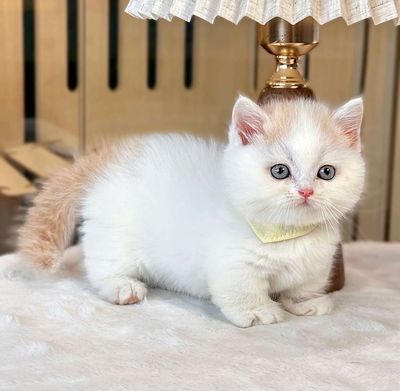 Mèo Munchkin đực 2 tháng 1 mũi