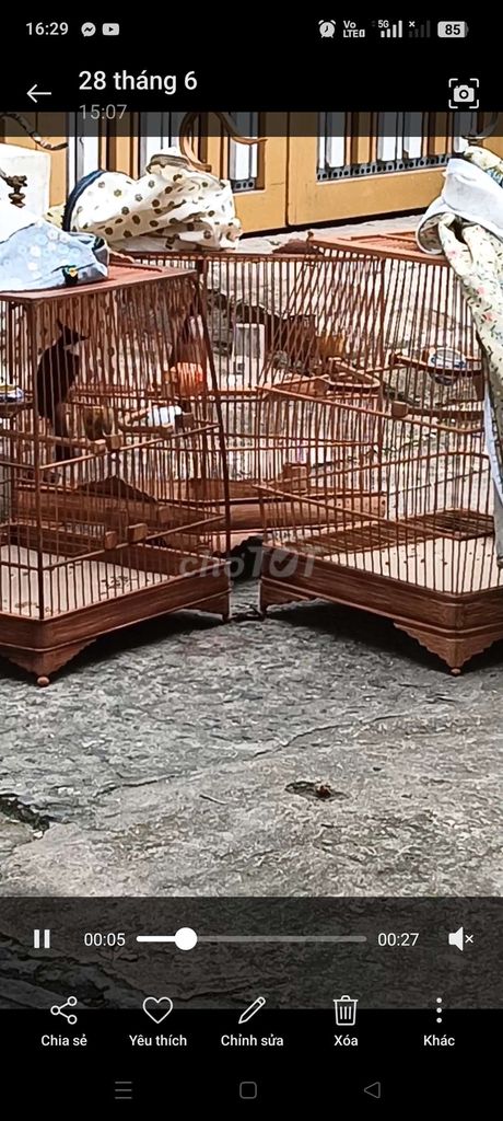 Thanh lý chim gần 2 mùa lửa ko ổn định .