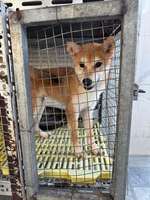 Chó Shiba đực 5 tháng