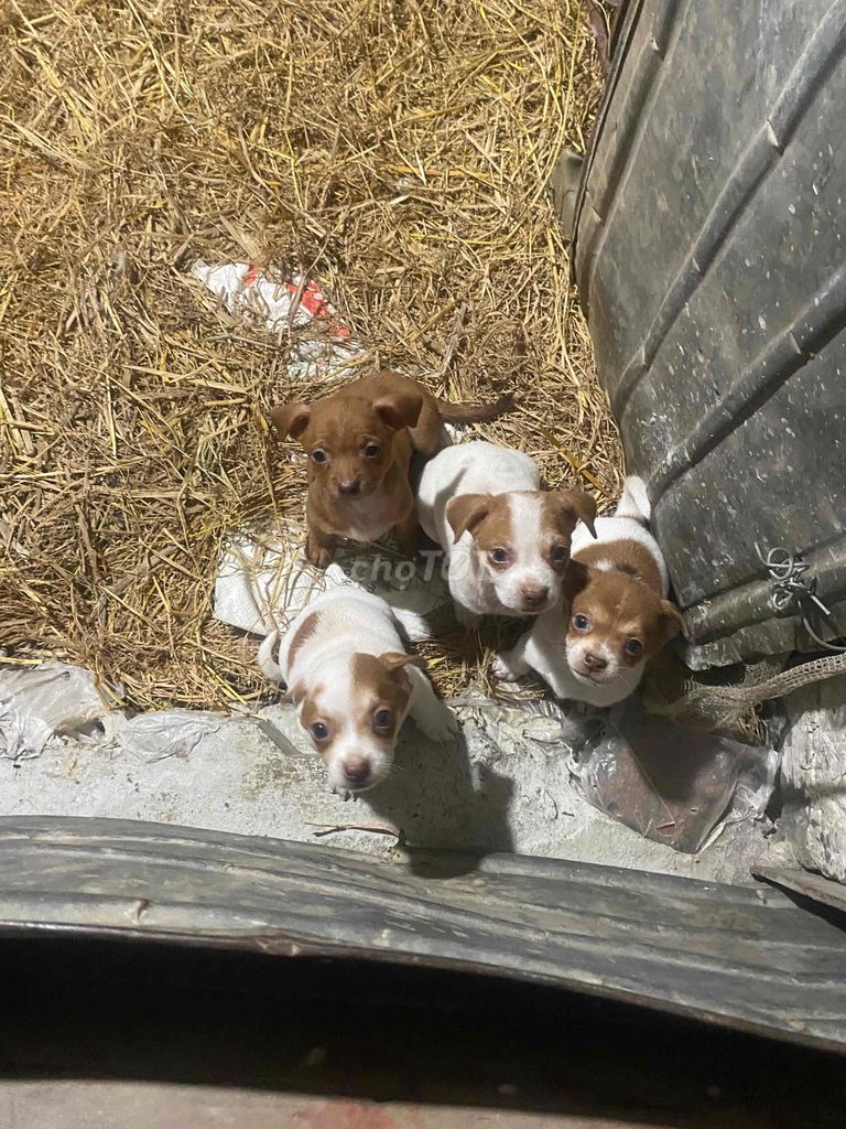 em có đàn chó cảnh lai Nhật giống chó nhỏ dễ nuoi. Mua bán Chó tại Huyện Ý Yên Nam Định được đăng bởi Thanh Tâm hình 1