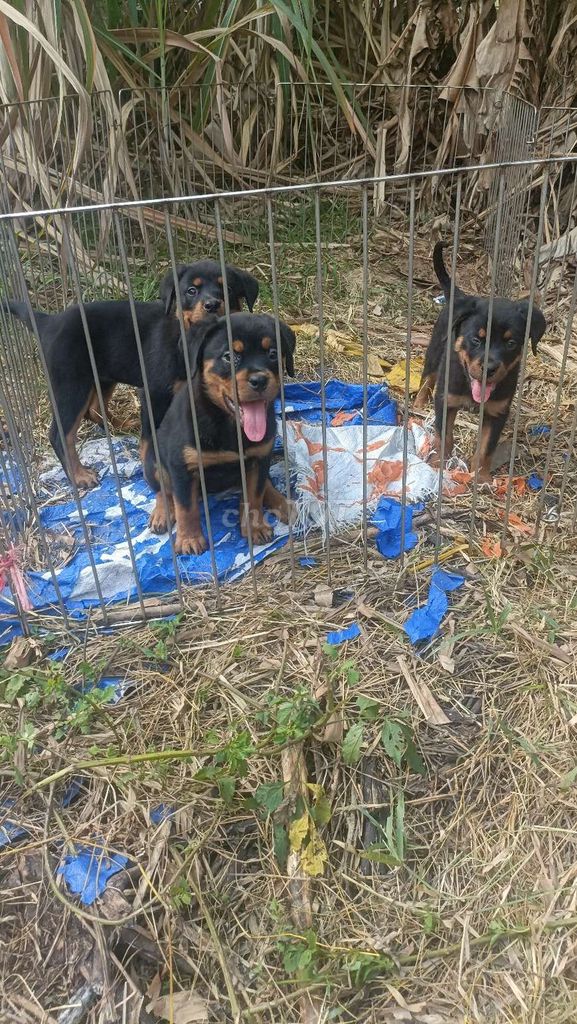 Chó Rottweiler đen vàng 2 mũi VC Mỹ. Mua bán Chó tại Huyện Bình Chánh Tp Hồ Chí Minh được đăng bởi Anh nông dân da đen hình 1