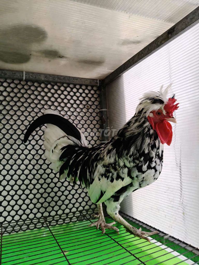 Trống Quý Phi đẹp chuẩn sung căng. Mua bán Gà tại Quận 12 Tp Hồ Chí Minh được đăng bởi Gà Kiểng Sài Gòn  hình 1