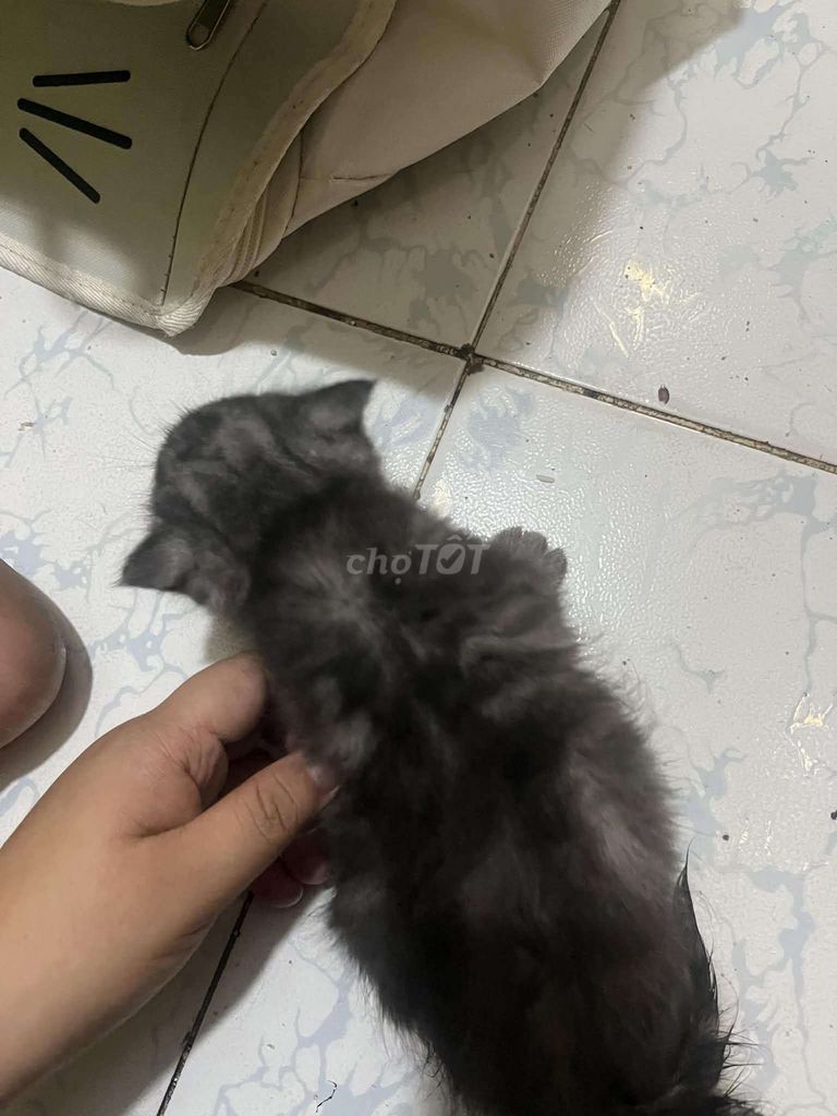Mèo Anh lông ngắn cái 2 tháng Xám. Mua bán Mèo tại Quận 10 Tp Hồ Chí Minh được đăng bởi Phương Anh hình 1