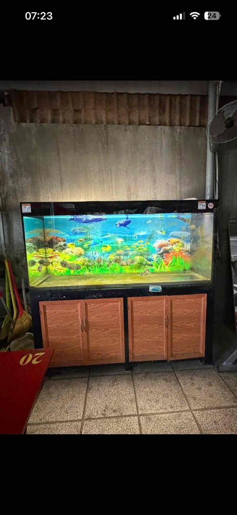 Hồ cá 160x160x60 cm. Mua bán Phụ kiện, Thức ăn, Dịch vụ tại Thành phố Vĩnh Long Vĩnh Long được đăng bởi nguyễn thanh điền hình 1