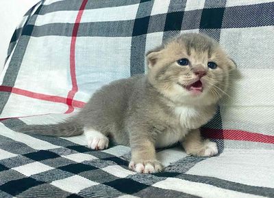 Mấy bé Mèo Anh Lông Ngắn tìm 🏡 mới