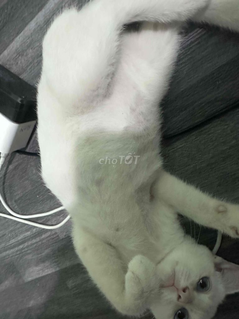 Mèo xiêm mắt xanh gần 4th tuổi. Mua bán Mèo tại Thị xã Bến Cát Bình Dương được đăng bởi Duc Nhat Tran hình 2