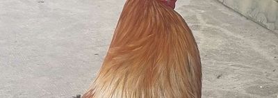 Ae có 1kg280zin đá ko. Mua bán Gà tại Quận Bình Tân Tp Hồ Chí Minh được đăng bởi bay vô nhau