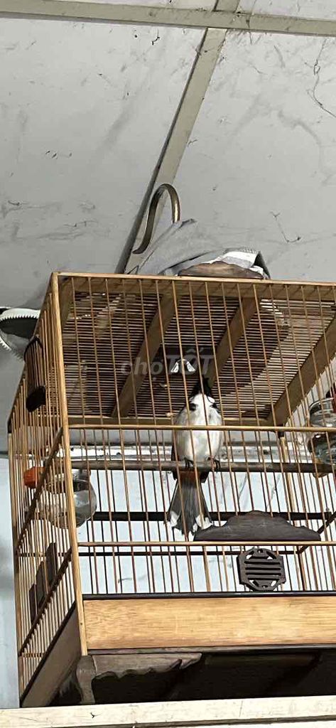 Thanh lý mào má trắng chuẩn bị đi lông m2. Mua bán Chim tại Quận 6 Tp Hồ Chí Minh được đăng bởi NHÂN hình 1