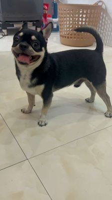 Chihuahua đen. Mua bán Chó tại Thành phố Thuận An Bình Dương được đăng bởi Mỹ Linh