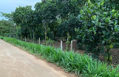 Cần bán gấp vườn trái cây tại Bình Phước, giá 145 triệu, sổ hồng riêng