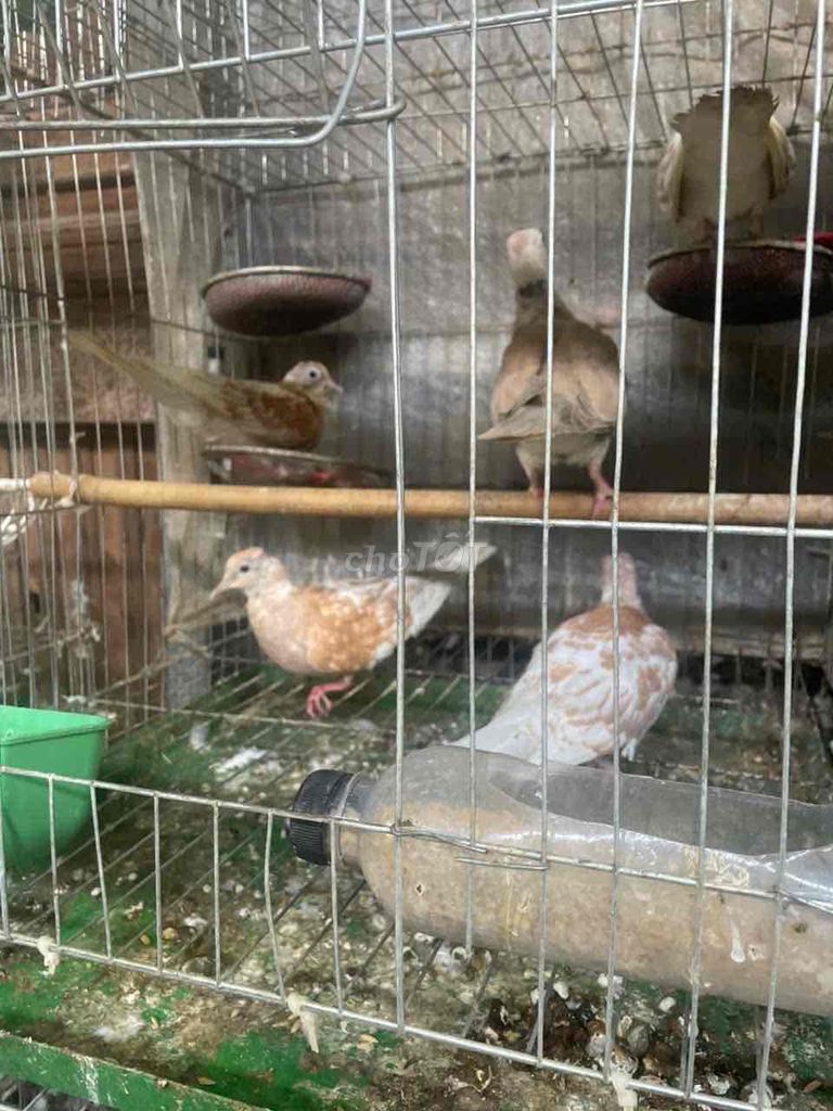 Chim cu bông trưởng thành. Mua bán Chim tại Quận 12 Tp Hồ Chí Minh được đăng bởi Tài hình 1