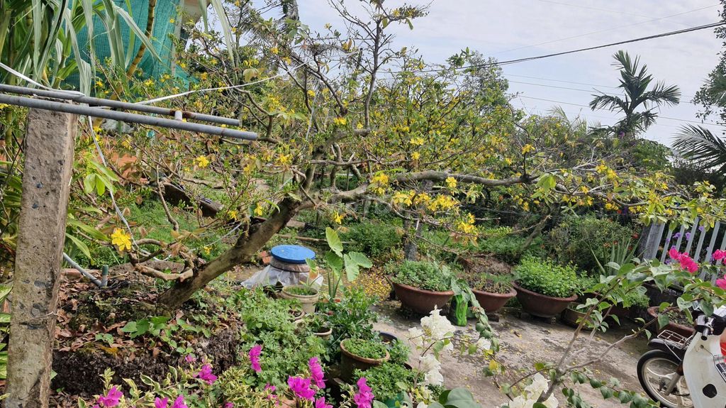 Cây cảnh. Mua bán Cây cảnh, đồ trang trí tại Huyện Cái Bè Tiền Giang được đăng bởi Cuong Do hình 1