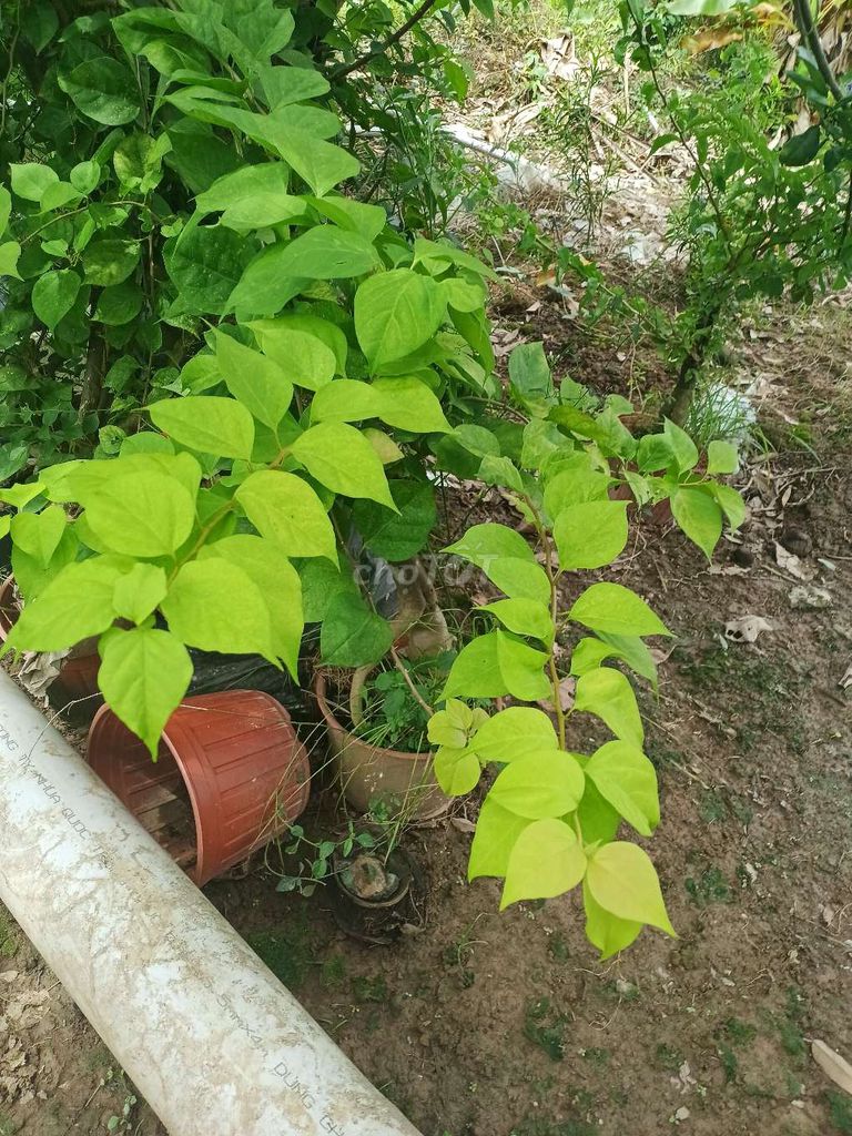 Phôi giấy Mỹ nhiều màu. Mua bán Cây cảnh, đồ trang trí tại Huyện Cai Lậy Tiền Giang được đăng bởi Võ nhật phương hình 1