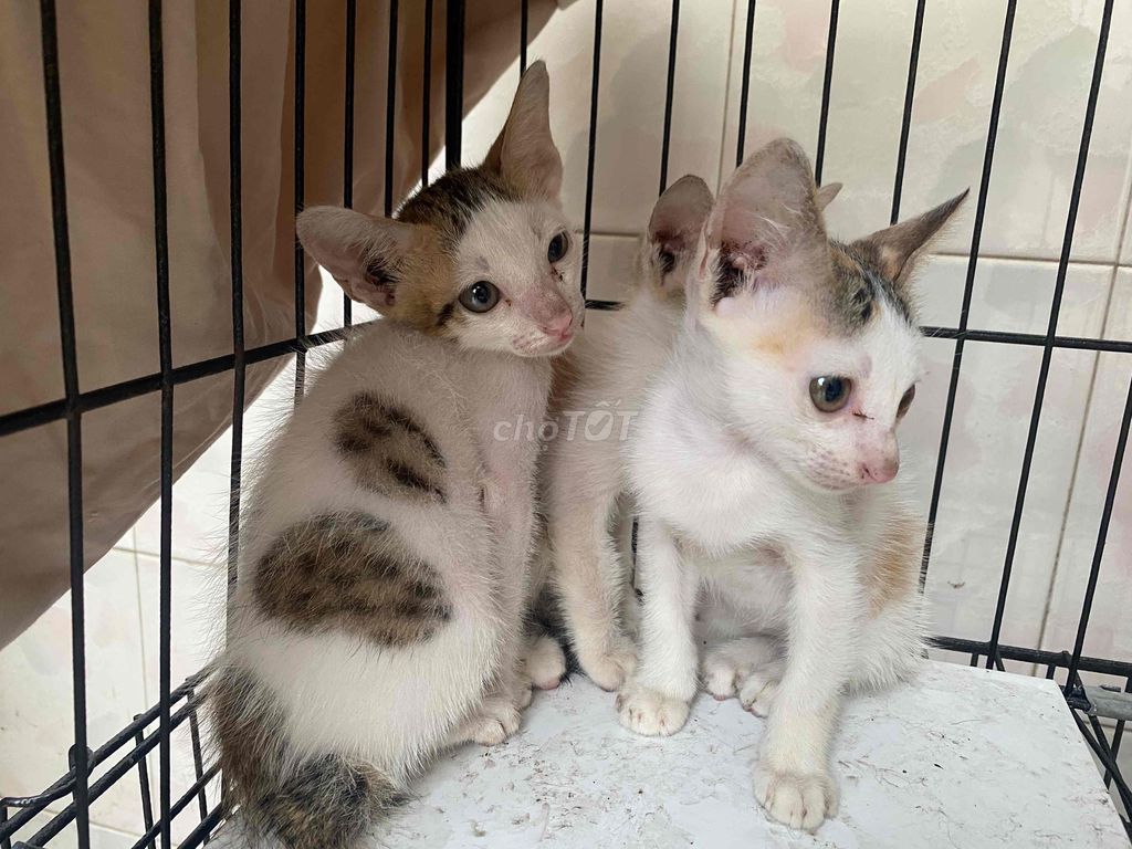 Mèo Tam thể, mỗi bé 200k. Mua bán Mèo tại Quận Bình Tân Tp Hồ Chí Minh được đăng bởi lbts ljm hình 1