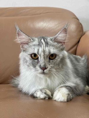 Mèo Mainecoon cái 5 tháng 1 mũi
