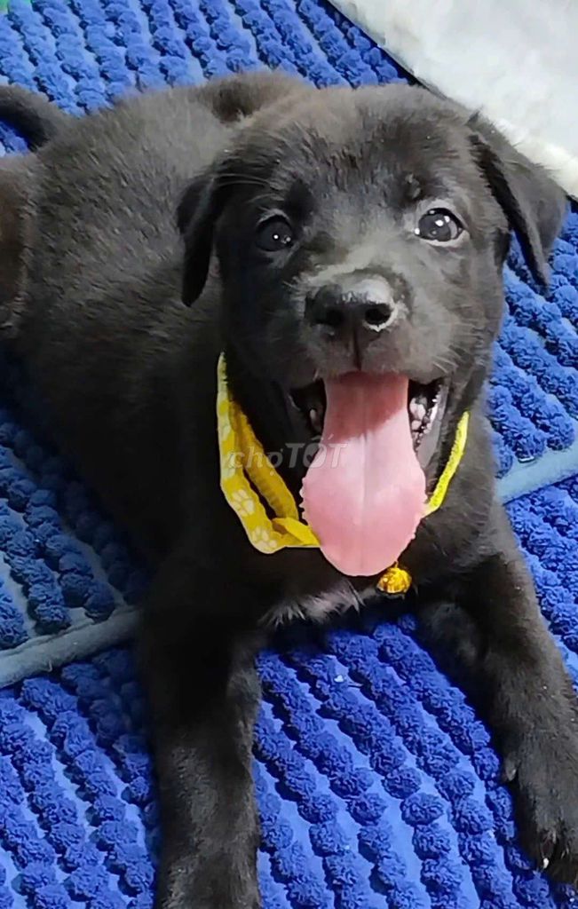 Chó Labrador F1 Đực đen thân thiện mai mắng . Mua bán Chó tại Quận Bình Tân Tp Hồ Chí Minh được đăng bởi Nguyễn Hằng hình 1
