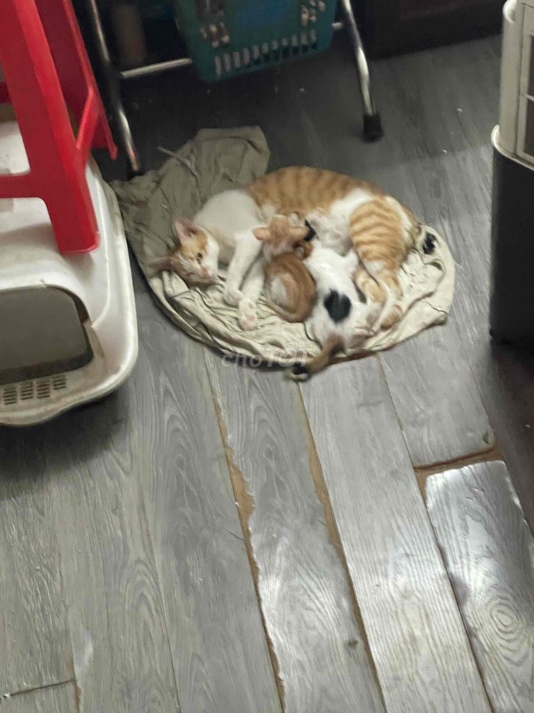 Mèo con Vàng trắng đen mới biết ăn cơm. Mua bán Mèo tại Quận 10 Tp Hồ Chí Minh được đăng bởi Bánh tráng Xi Po hình 1
