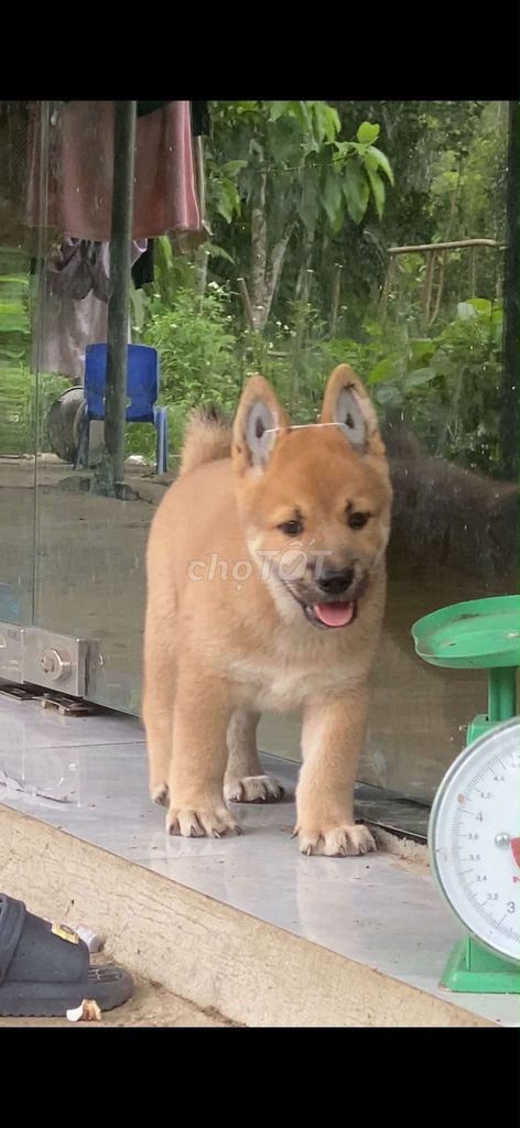 Chó cảnh đực màu Vàng. Mua bán Chó tại Thành phố Thủ Đức Tp Hồ Chí Minh được đăng bởi cho H mong hình 1
