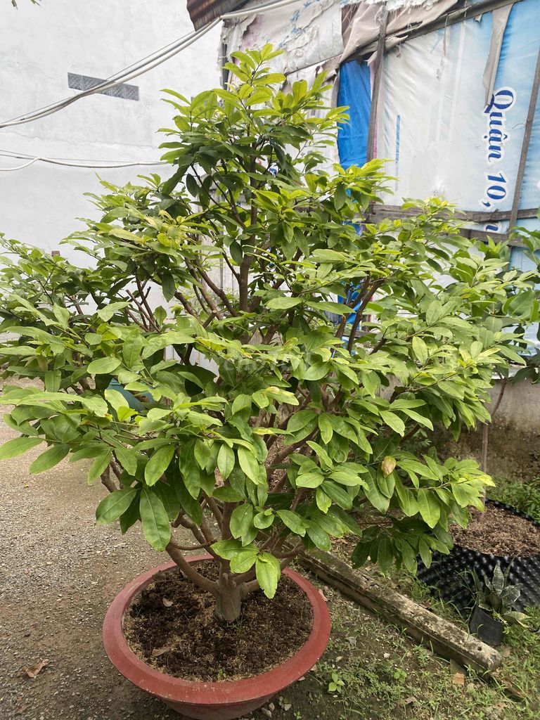 Mai vàng thuần chậu. Mua bán Cây cảnh, đồ trang trí tại Huyện Vĩnh Cửu Đồng Nai được đăng bởi Gia Bảo hình 1