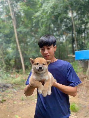 shiba inu thuần chủng