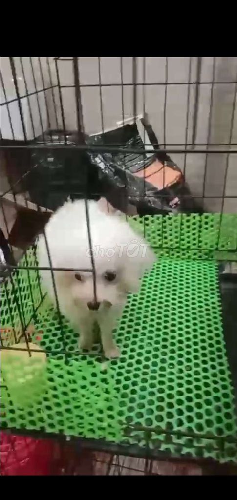 Poodle cái trắng, teacup tiny thuần 100%