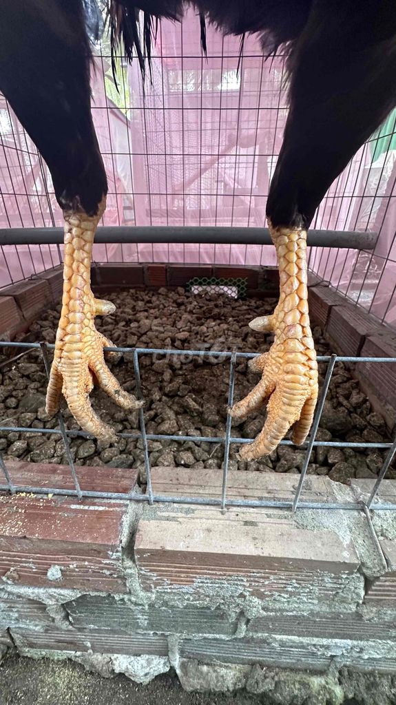 Gà trống Đực Đen, Nâu, Đỏ. Mua bán Gà tại Huyện Phụng Hiệp Hậu Giang được đăng bởi Minhquan hình 1