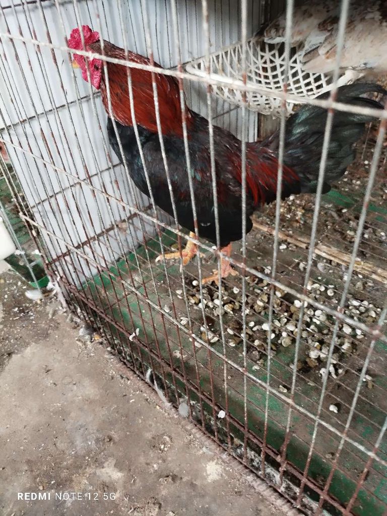 Gà tre Bắc Đực. Mua bán Gà tại Huyện Xuân Trường Nam Định được đăng bởi Su hình 1