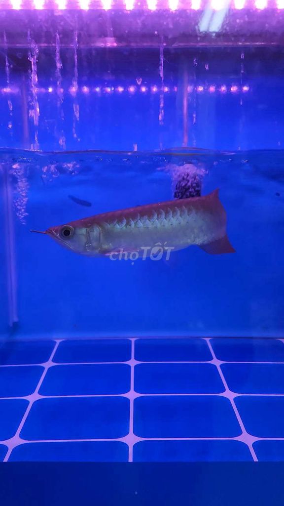 Cá Rồng Huyết Long 15cm Indonesia. Mua bán Thú cưng khác tại Quận 5 Tp Hồ Chí Minh được đăng bởi Tuấn Anh hình 1