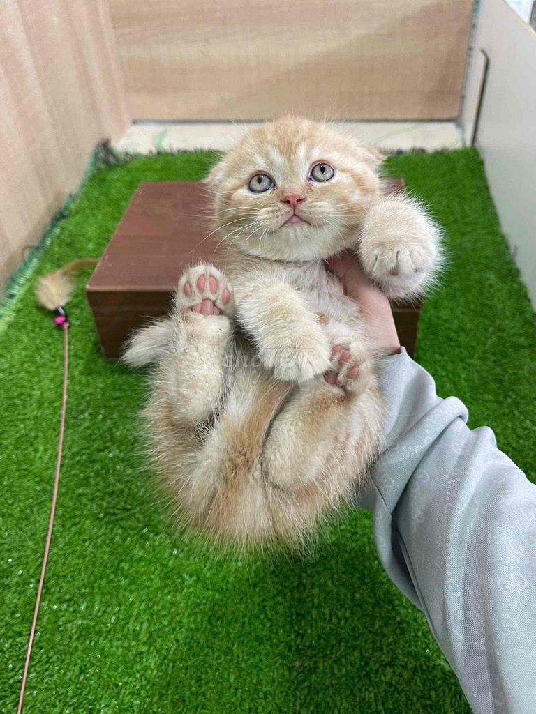 mèo anh lông ngắn lông dài chân lùn. Mua bán Mèo tại Huyện Quốc Oai Hà Nội được đăng bởi Đỗ Hồng Sơn hình 1