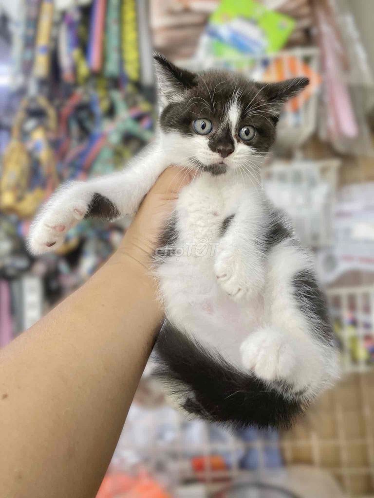 Mèo cảnh đực 2 tháng đã sổ giun. Mua bán Mèo tại Huyện Nhà Bè Tp Hồ Chí Minh được đăng bởi Khoa hình 1