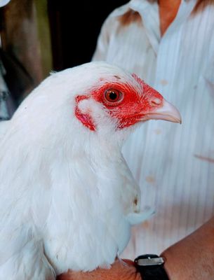Thái Mỹ râu.1kg5 trang đe 2kg4.ko tat lỗi 🥰. Mua bán Gà tại Huyện Tam Nông Đồng Tháp được đăng bởi Trại Ga Peru