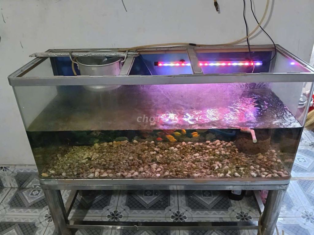 Bể cá đúc Lớn Đầy đủ như hình. Mua bán Phụ kiện, Thức ăn, Dịch vụ tại Thành phố Biên Hòa Đồng Nai được đăng bởi Ho lan hình 1