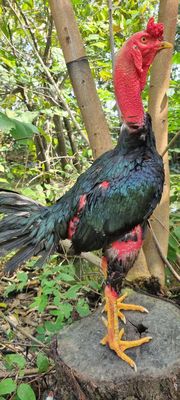 Gà đòn Bình Định Ô mã lại 3kg6. Mua bán Gà tại Huyện Củ Chi Tp Hồ Chí Minh được đăng bởi Chicken Shop 