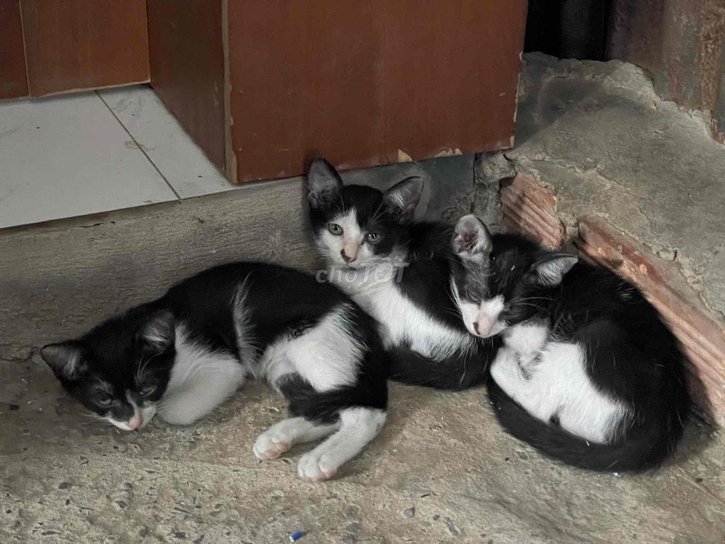 Mèo con đen trắng hơn 1 tháng 4 bé. Mua bán Mèo tại Huyện Hóc Môn Tp Hồ Chí Minh được đăng bởi Trần Thị Lan Phương hình 1
