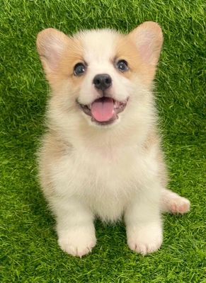 Chó Corgi Đực Cái Đã Tiêm Phòng