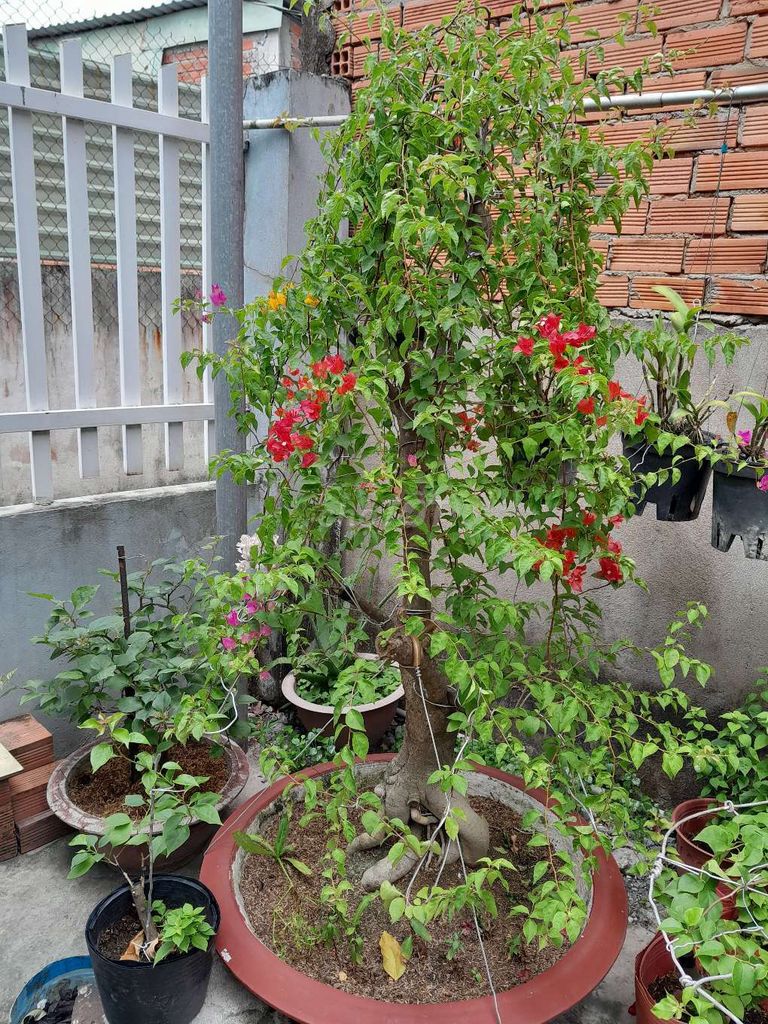 Cây hoa giấy Thái Lan Đỏ, hồng, vàng, trắng 1.7m. Mua bán Cây cảnh, đồ trang trí tại Huyện Bình Chánh Tp Hồ Chí Minh được đăng bởi Hai hình 1
