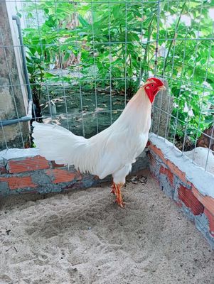 Lúc đa 3kg bị cây kèn ga an 3cai bán tại nhà. Mua bán Gà tại Quận Thốt Nốt Cần Thơ được đăng bởi minh 