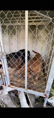 Chó Becgie Thái xoáy lưng lai Pigpun. Mua bán Chó tại Thành phố Tây Ninh Tây Ninh được đăng bởi Tieu My