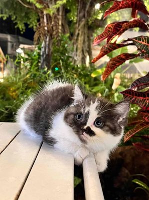 Mèo Anh Lông Ngắn Tuxedo Cái