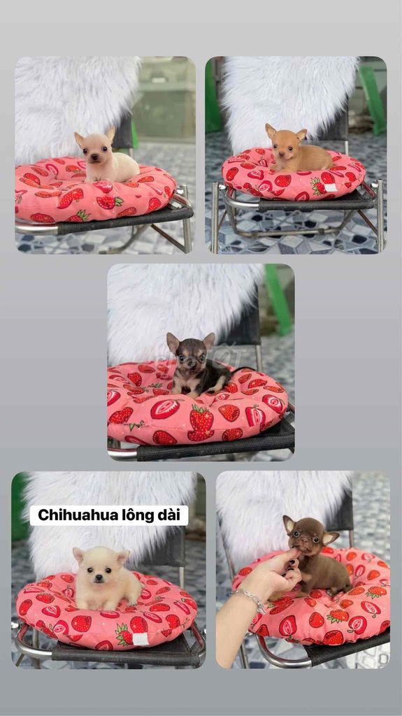 Chó Chihuahua Mini nhiều màu. Mua bán Chó tại Quận Ninh Kiều Cần Thơ được đăng bởi Mẫnn Mẫnn hình 1