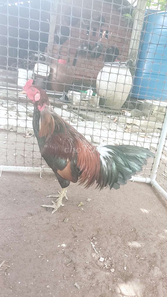 Gà tơ 2,3kg đều xanh . Mua bán Gà tại Quận Bình Thuỷ Cần Thơ được đăng bởi nguyen van hien hình 1